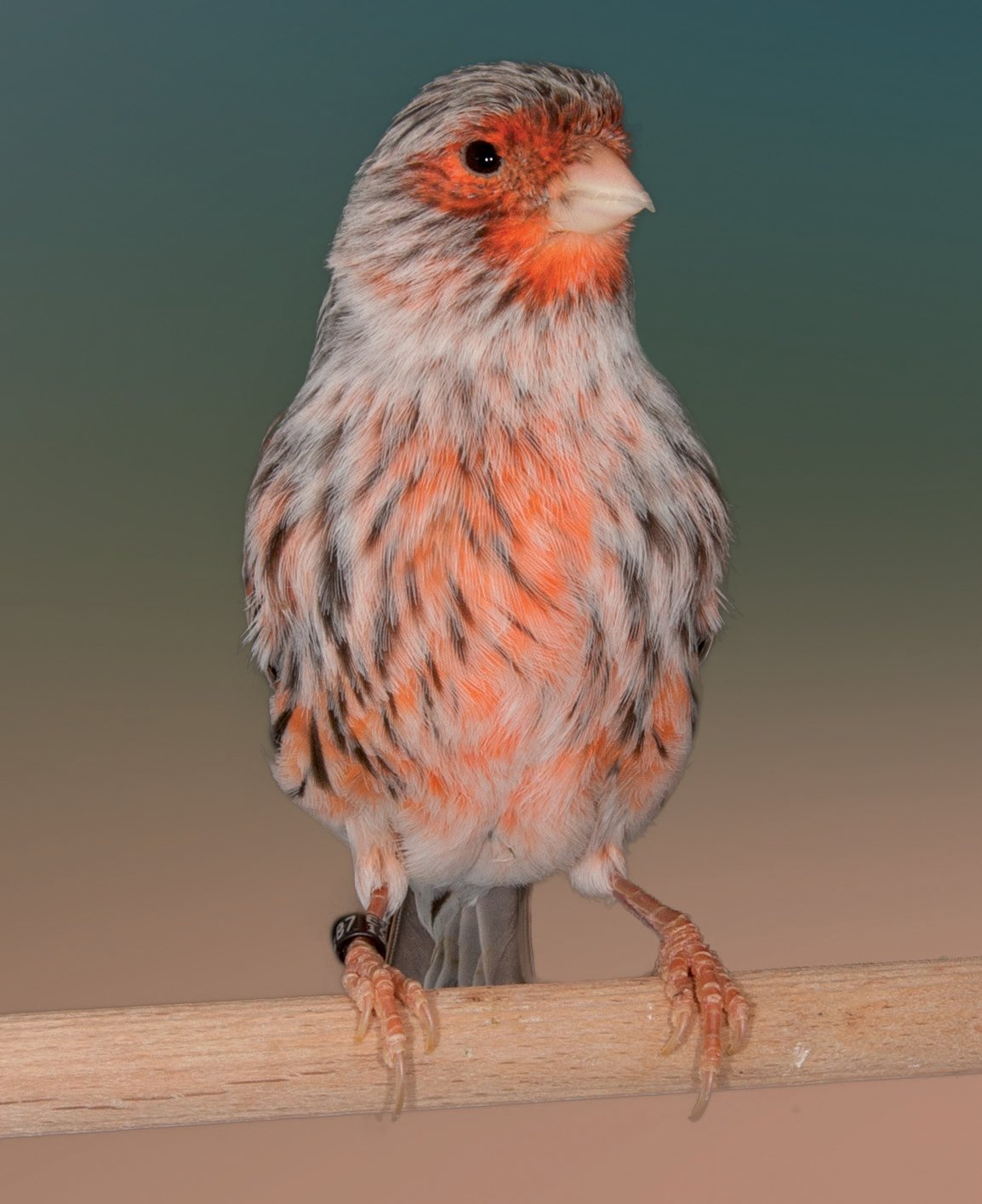 Hembra ágata rojo mosaico línea macho. Sin lugar a dudas impresiona su categoría y patrón mosaico, con melaninas finas sobre un fondo muy limpio repartidas por todo su cuerpo.