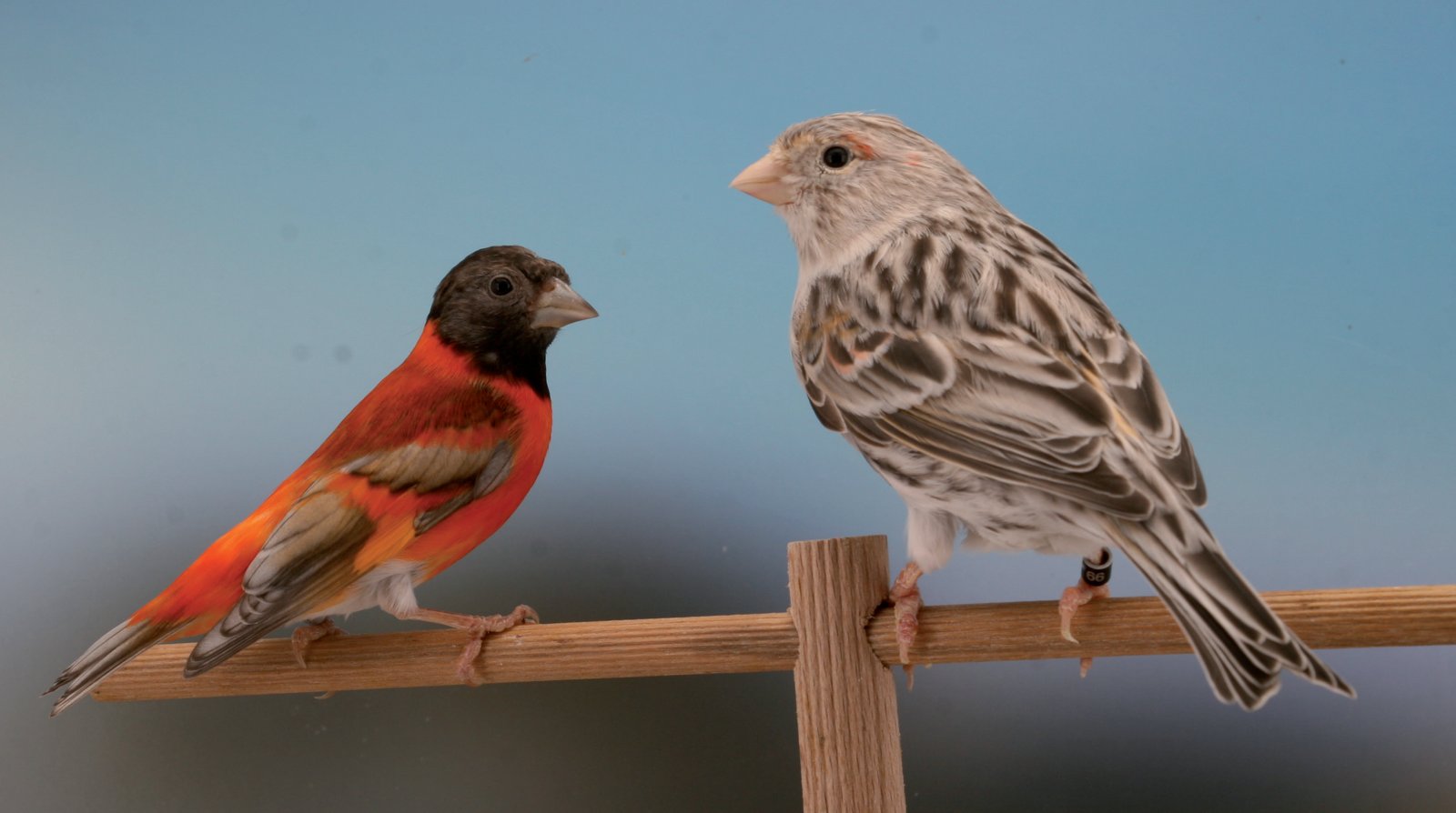 La pareja de progenitores: Cardenalito de Venezuela macho presunto Ágata y Canaria Ágata mosaico rojo.