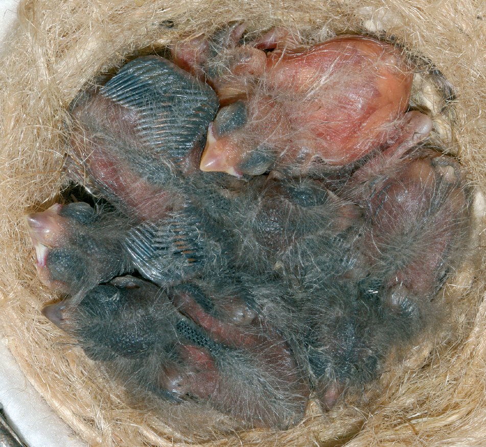 La única hembra mutada del primer nido, junto a dos hermanos ancestrales y dos Canarios silvestres.