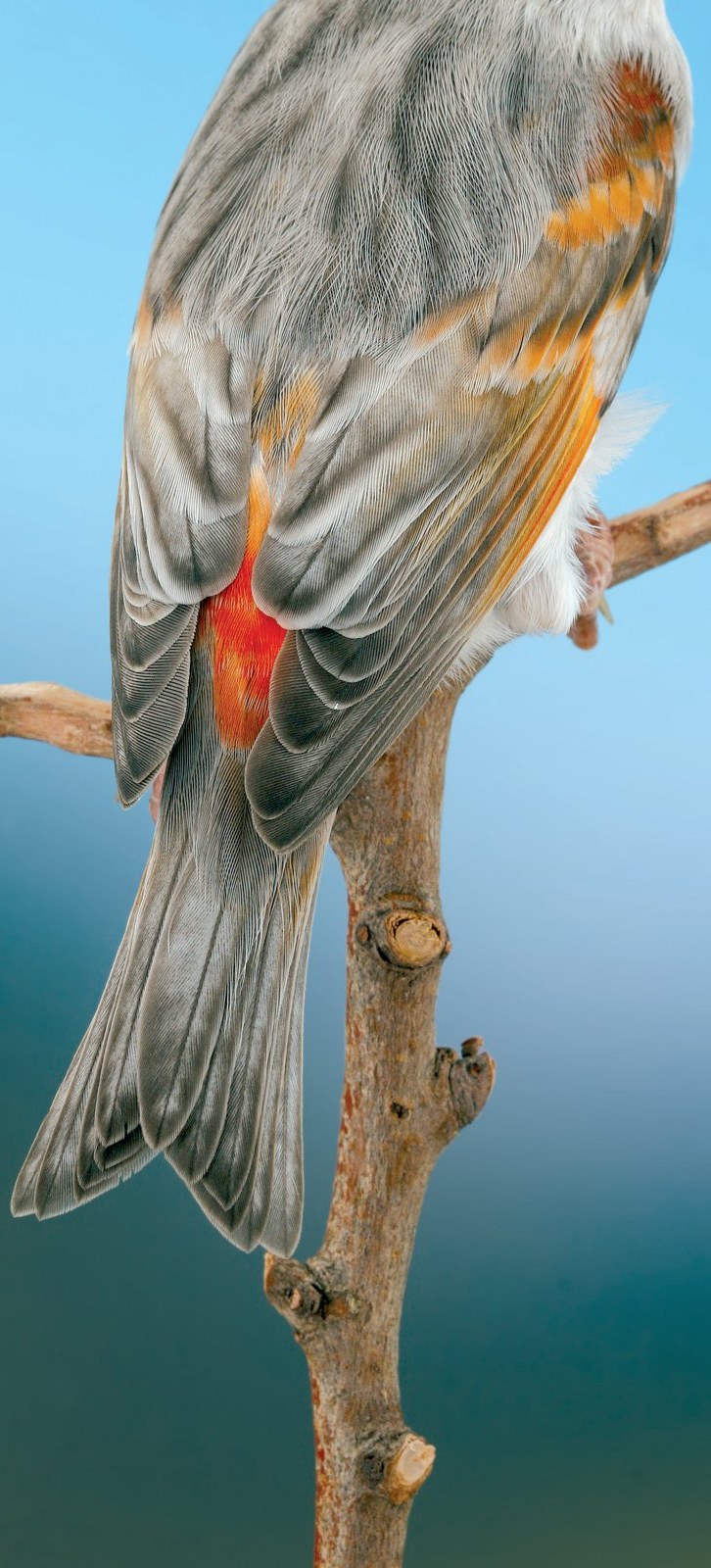 La hembra híbrida mutada, se caracteriza por perlas de despigmentación, que se aprecian mejor en la foto de detalle y que son típicas de la mutación Pastel.