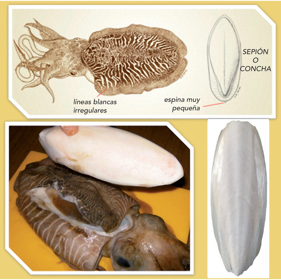 Detalles de un ejemplar de sepia (Sepia officinalis) y su concha interna, llamada concha, sepión, jibia o pluma