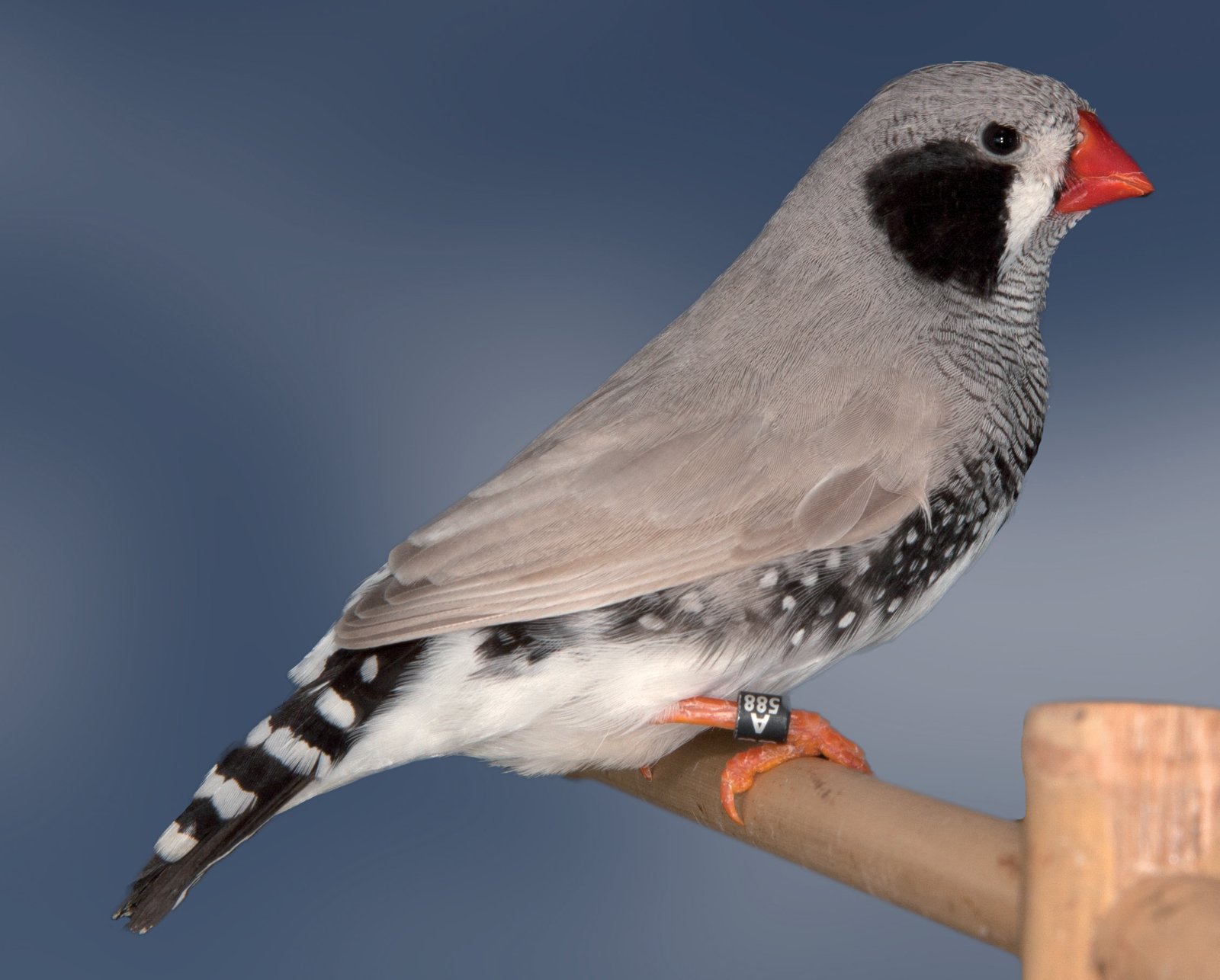Diamante mandarín gris dorso claro mejillas negras macho visto de perfil. Se puede ver la buena forma del ejemplar, muy proporcionado, la delimitación de la mejilla; el flanco está escaso de plumas por efecto de la muda. Apenas se nota la delimitación de la cabeza y nuca con el dorso, lo que es muy difícil según se comenta en el artículo.