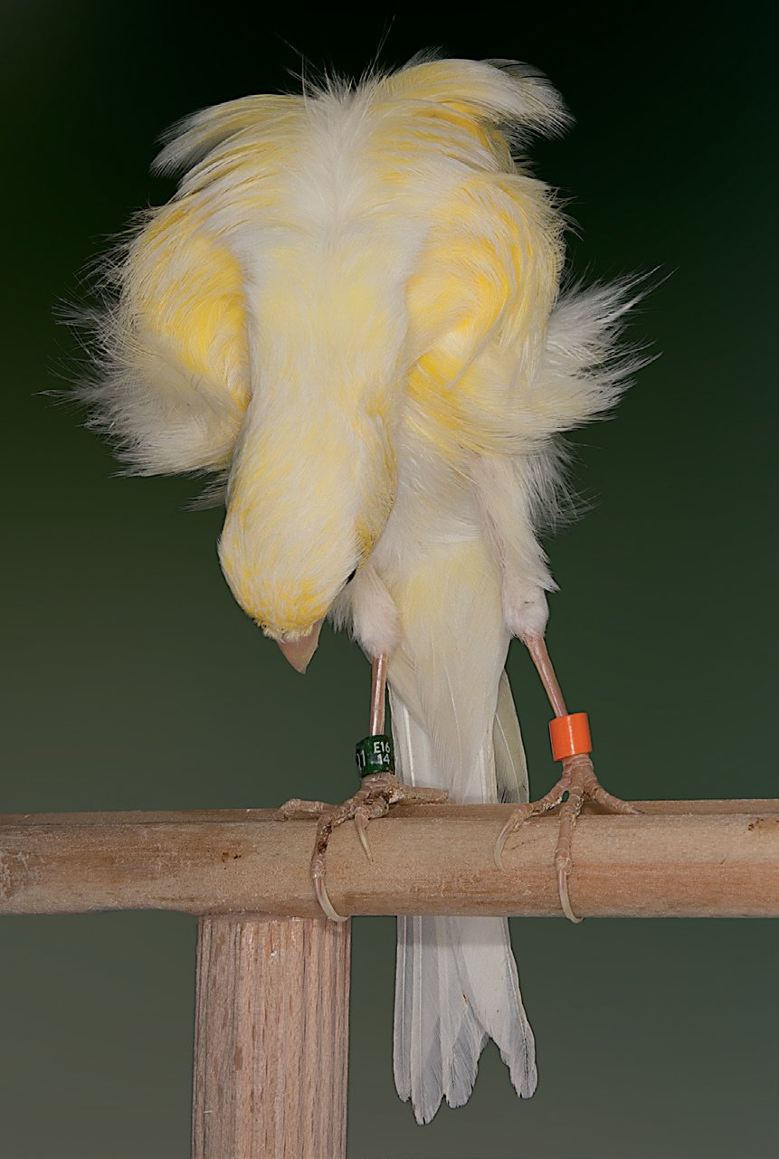 Cuello largo (desde el pico al hombro 5 cm) grueso y cilíndrico, cubierto de plumas lisas, que se proyecta hacia delante y hacia abajo, formando un ángulo con respecto al cuerpo de 45º. Oro Equipos COE 2014. Criador: Juan Pedro Rodriguez Rodríguez.
