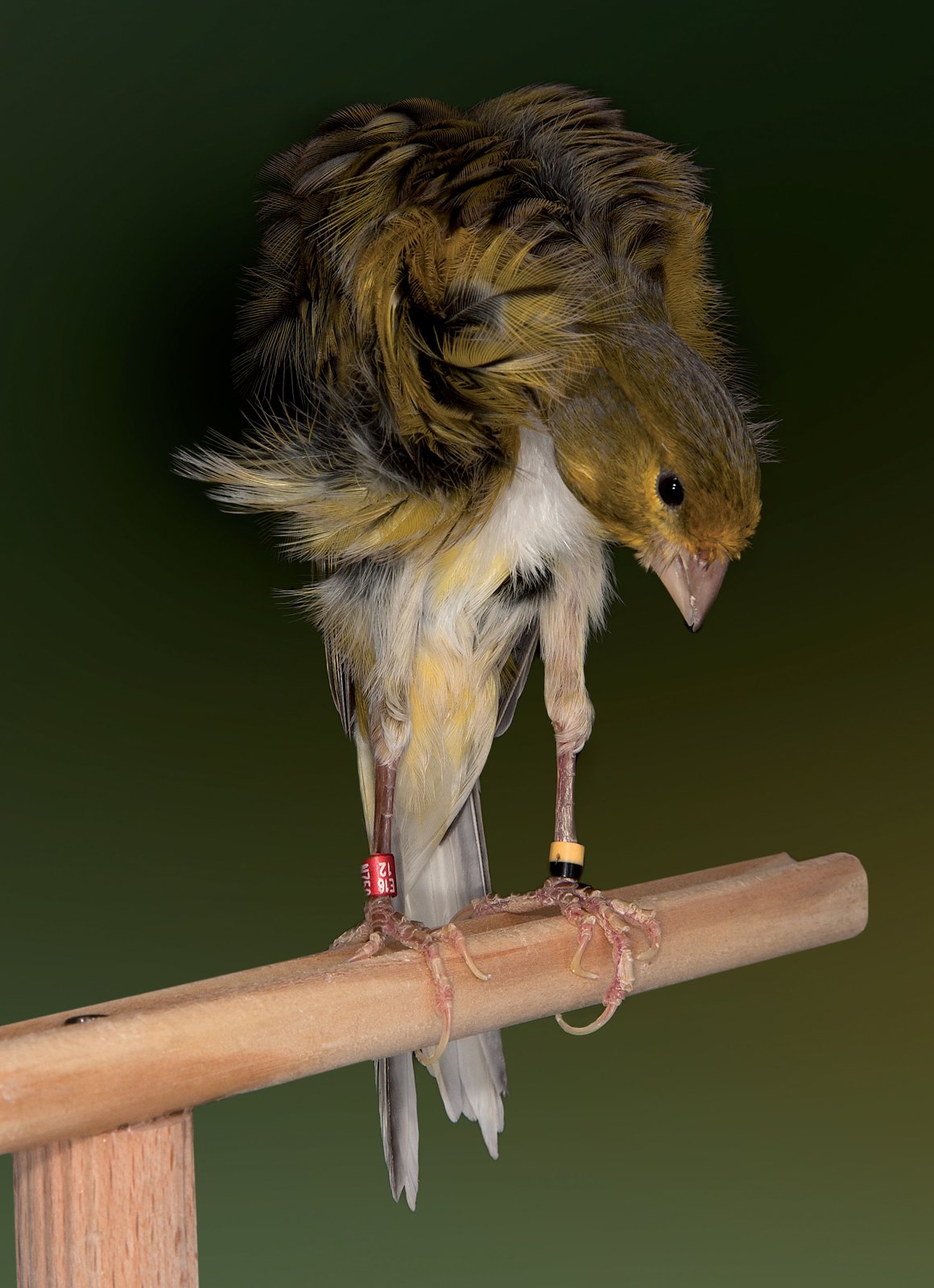 Se aprecian con detalle las plumas del pecho (vibrisas, plumas con apariencia de pelos gruesos) y las de los muslos (filoplumas, plumas finas y alargadas en forma de hilo). Destacar también las patas rígidas y derechas, verticales al posadero, como exige el estándar para la posición de trabajo. Criadero: Juan Pedro Rodríguez Rodríguez.