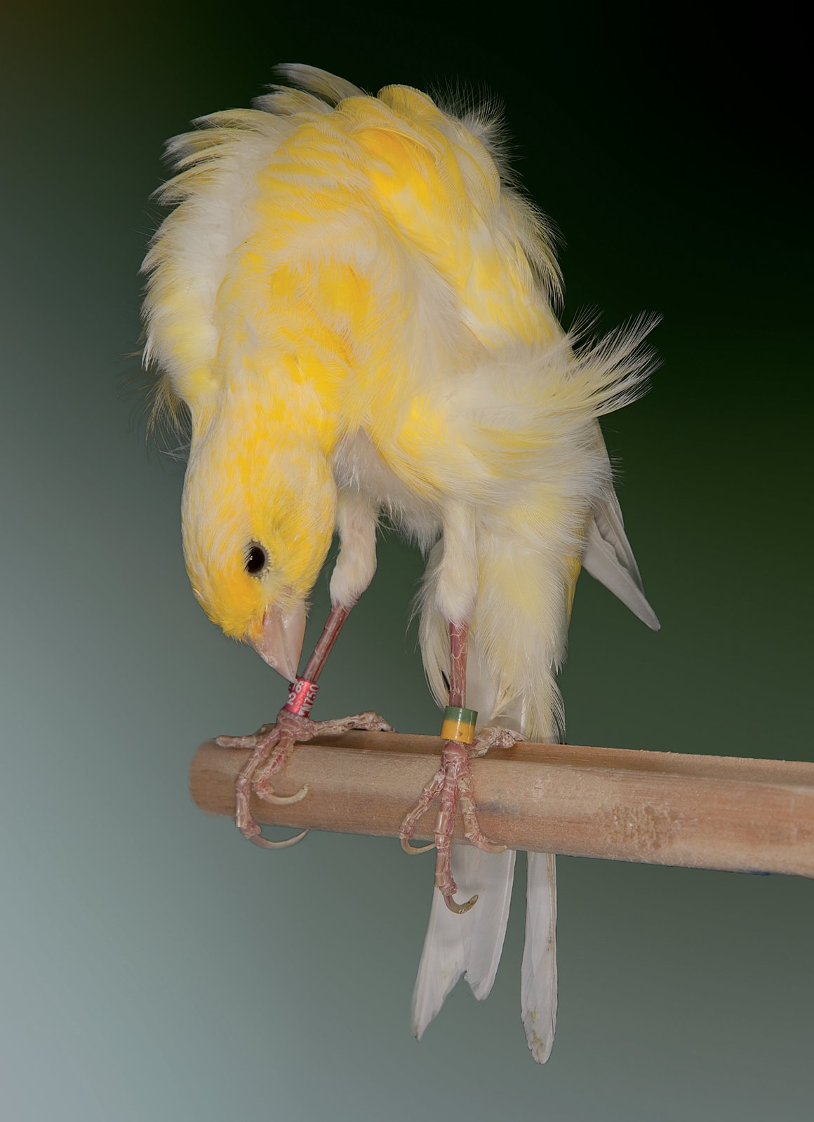 Excelente pájaro, con una posición de 45º, pero con las patas algo acodadas, que hace que el canario no presente una posición correcta de forma de “1” y por lo tanto separe un poco las alas del cuerpo.