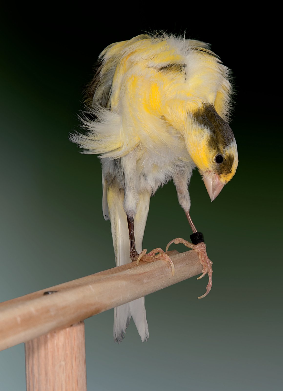 Podemos destacar una cabeza normal, proporcionada al cuello, cubierta de plumas lisas. Con pico cónico y proporcionado. Destacar también su cola, proporcionada, cerrada, perpendicular al posadero y terminada en “M” invertida. Criador: Rafael Machado Rodríguez.