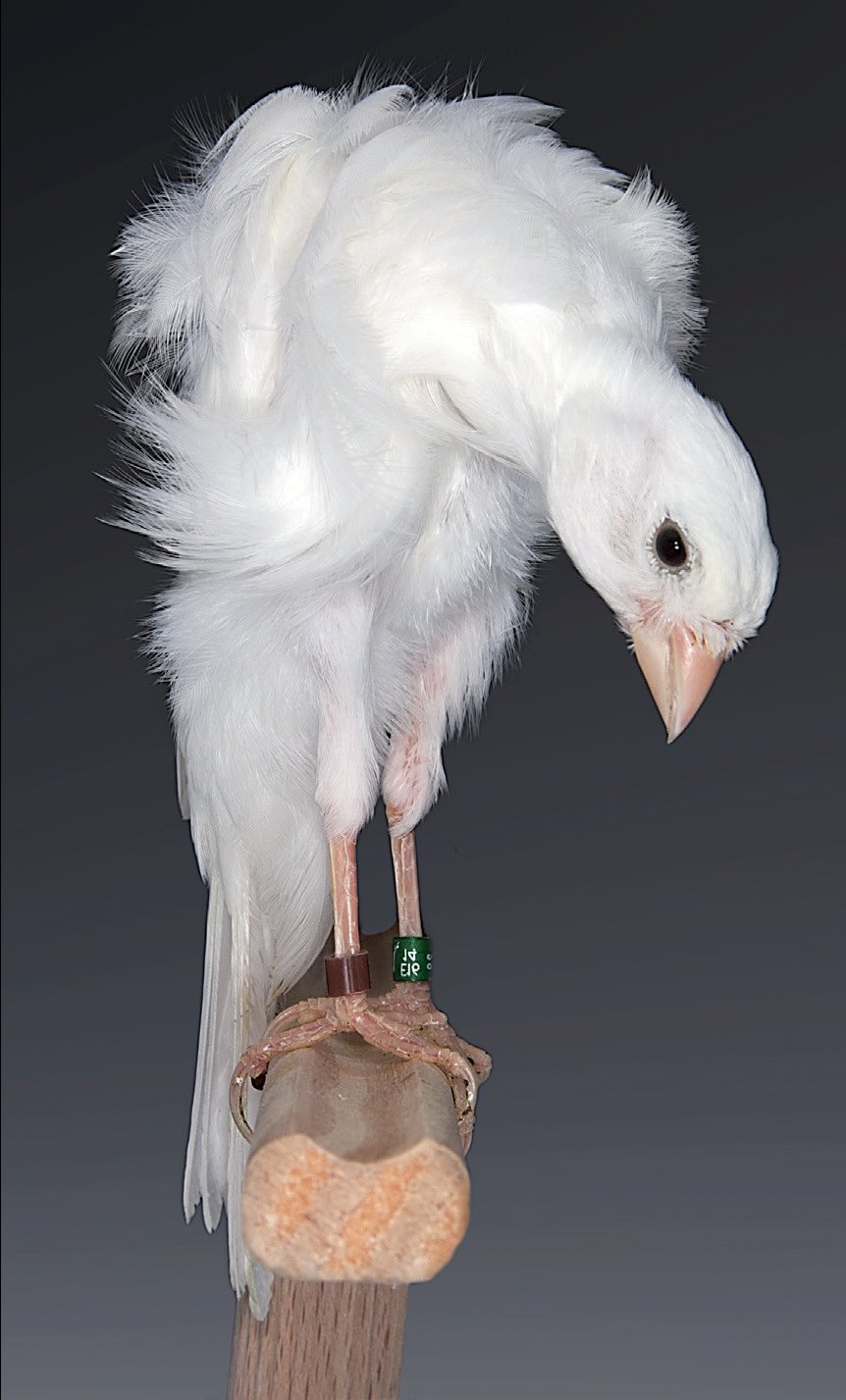 Plumaje abundante y sedoso, que marca y define perfectamente cada una de las zonas rizadas y lisas. Criador: Juan Pedro Rodriguez Rodriguez.