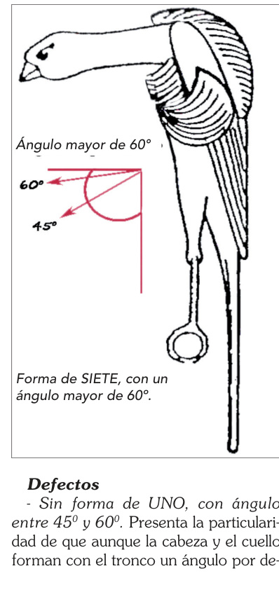 Defecto de posición: forma de SIETE y ángulo mayor de60°.
