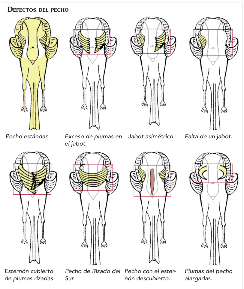 Defectos del pecho: ocho modelos y sus rótulos originales completos.