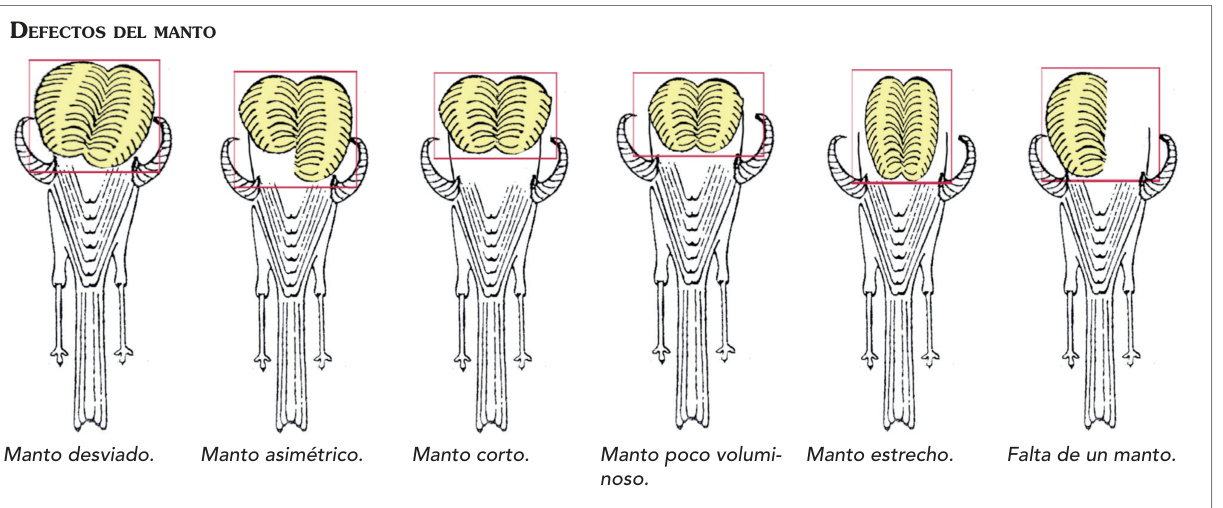 Seis defectos del manto con sus rótulos originales.