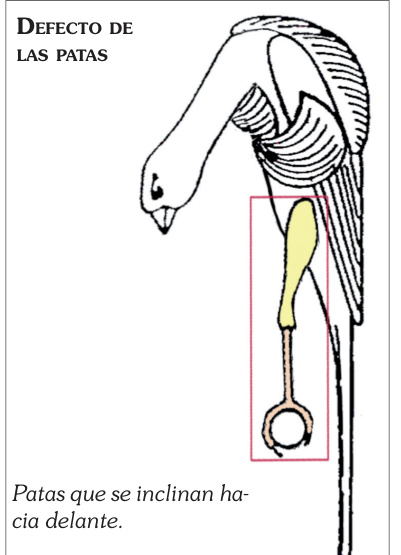 Defecto de patas inclinadas hacia delante.