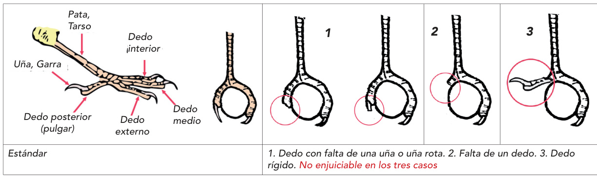 Anatomía de la pata y defectos1–3, con nombres y criterios originales.