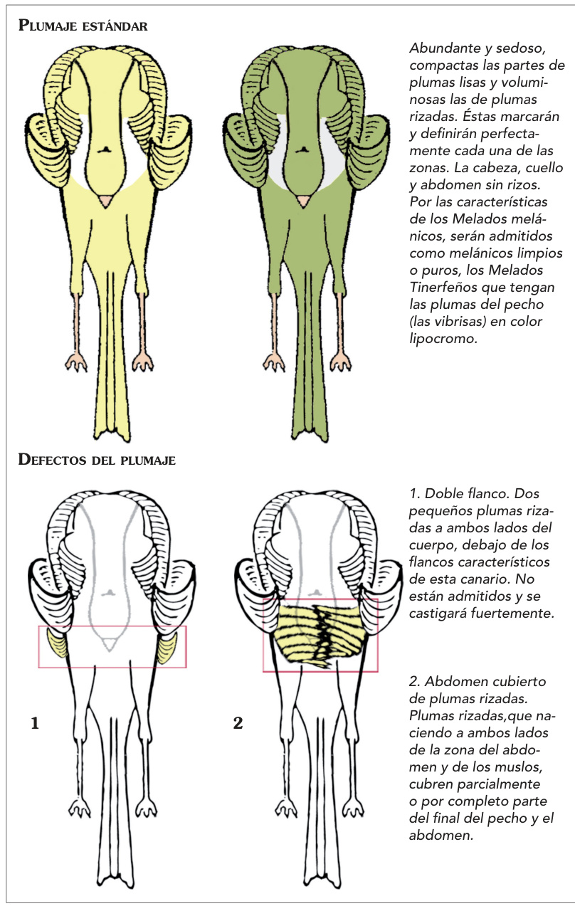 Plumaje estándar y defectos: composición completa con rótulos originales.