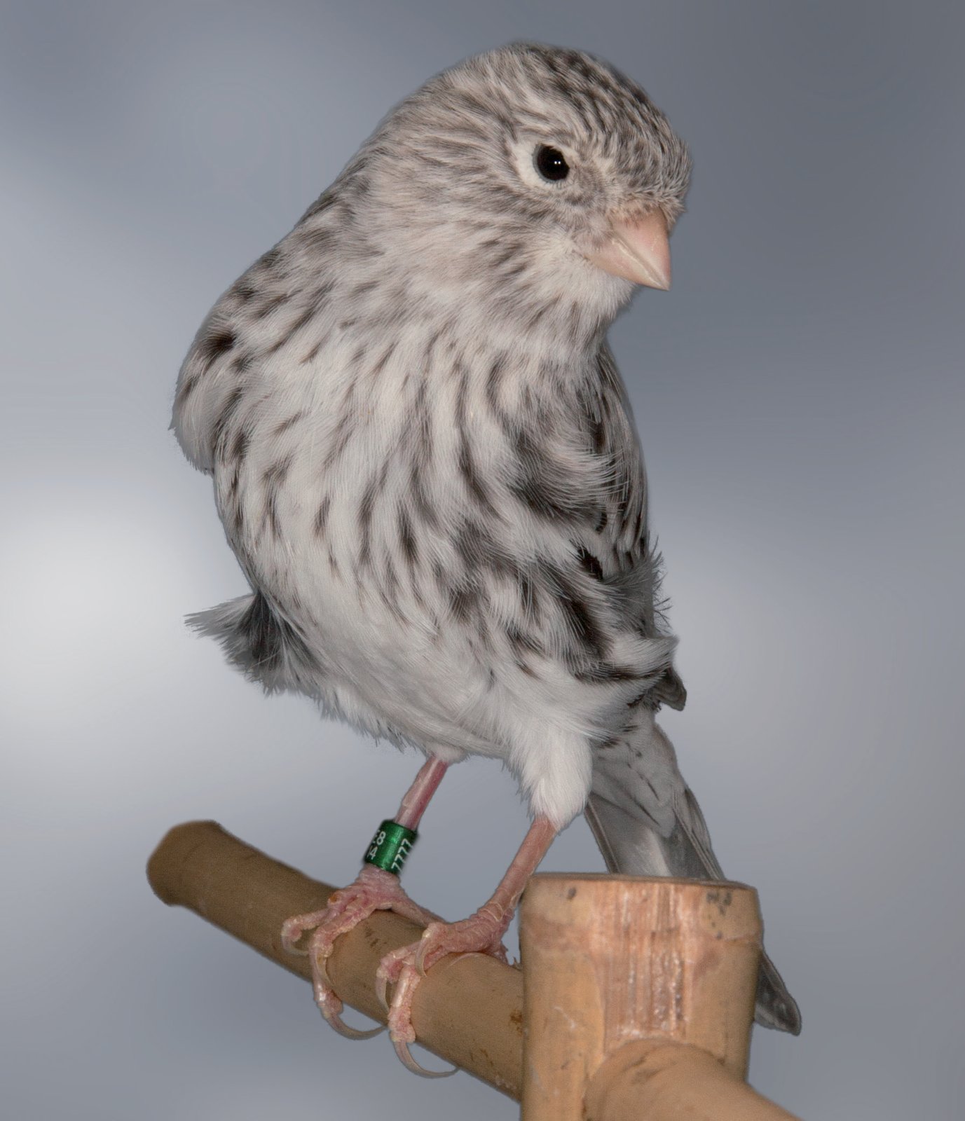Hembra ágata plata. En la foto de la página anterior se puede apreciar un pecho bien poblado, de diseño fino y entrecortado, que va desde la zona lateral en los flancos hasta el esternón.