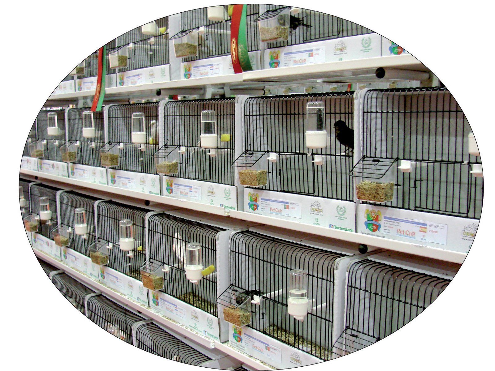 Jaulas individuales y premios de una exposición ornitológica.