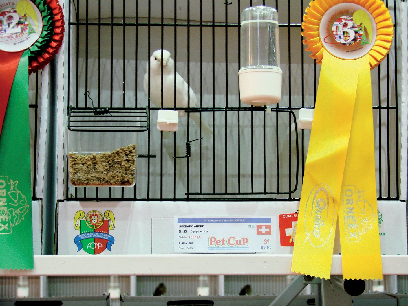 Ave premiada en su jaula de concurso, junto a las escarapelas obtenidas.