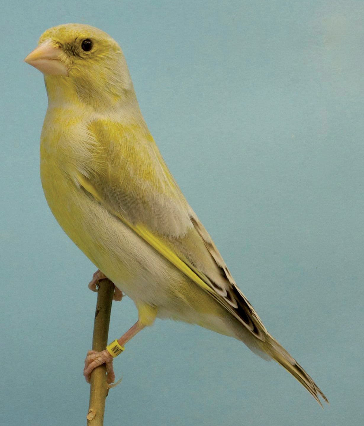 Macho verderón ágata pico amarillo.