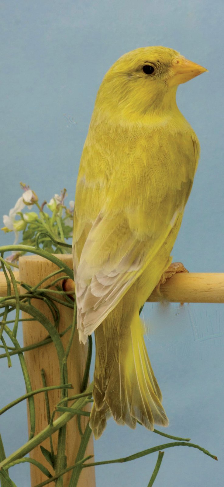 Verderón ágata pastel macho pico amarillo.