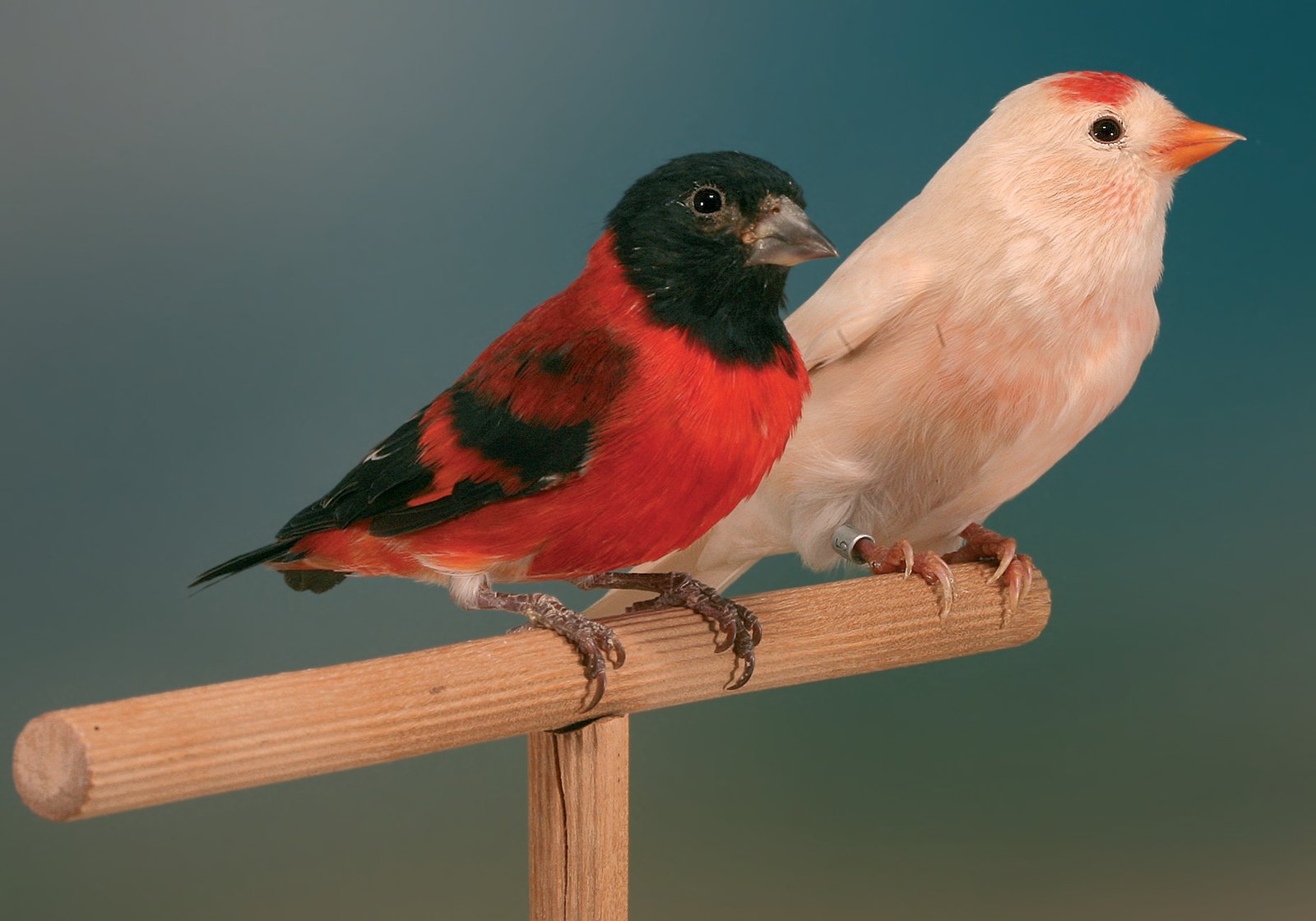 La pareja de progenitores: Cardenalito de Venezuela macho presunto portador de Isabela y hembra de Pardillo sizerín Bruno Pastel.