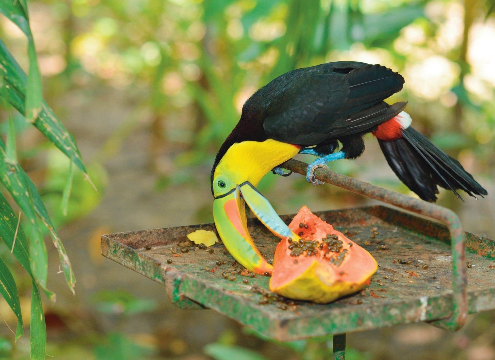 Tucanes alimentándose de fruta en el aviario.
