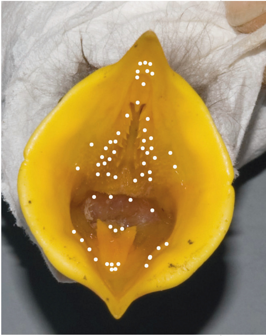 Interior de la boca de un pollo de estornino negro (Sturnus unicolor) mostrando las zonas de mayor densidad de corpúsculos gustativos en aves, señaladas con puntos blancos. (Modificado a partir de H. M. Rowland et al. 2015. Comparative taste biology with special focus on birds and reptiles. John Wiley & Sons, Inc.).