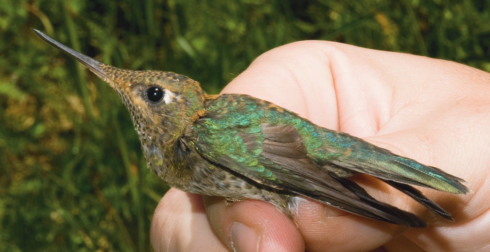 Las especies nectarívoras, como este picaflor chico (Sephanoides sephaniodes), suelen tener un sentido del gusto al sabor dulce tan desarrollado que les permite detectar diferencias de concentración en azúcares tan pequeñas como de hasta un 1%.