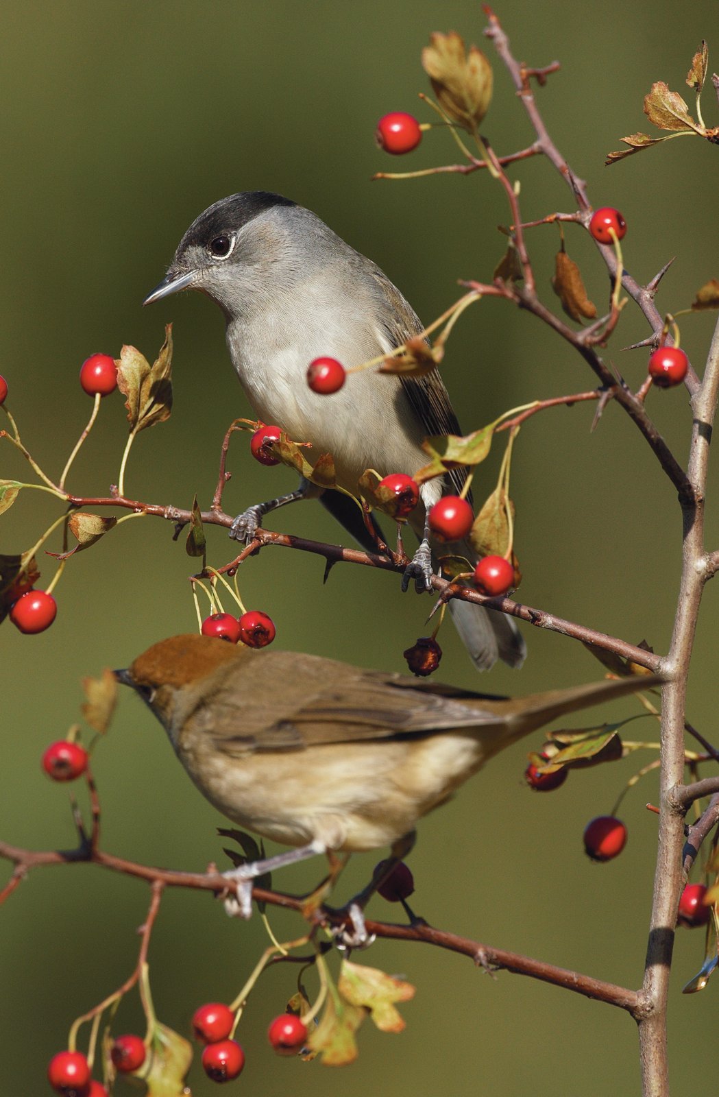Las especies que consumen frutos, aunque sea de forma estacional como estas currucas capirotadas (Sylvia attricapilla), suelen mostrar una preferencia por el dulzor de la fructosa y la glucosa frente al de la sacarosa.