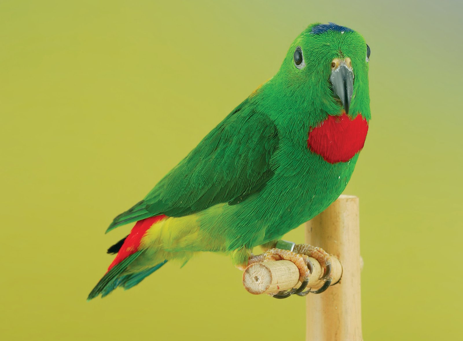 Loriculus galgulus macho, de 2 años. Criadero: E. Patanè.