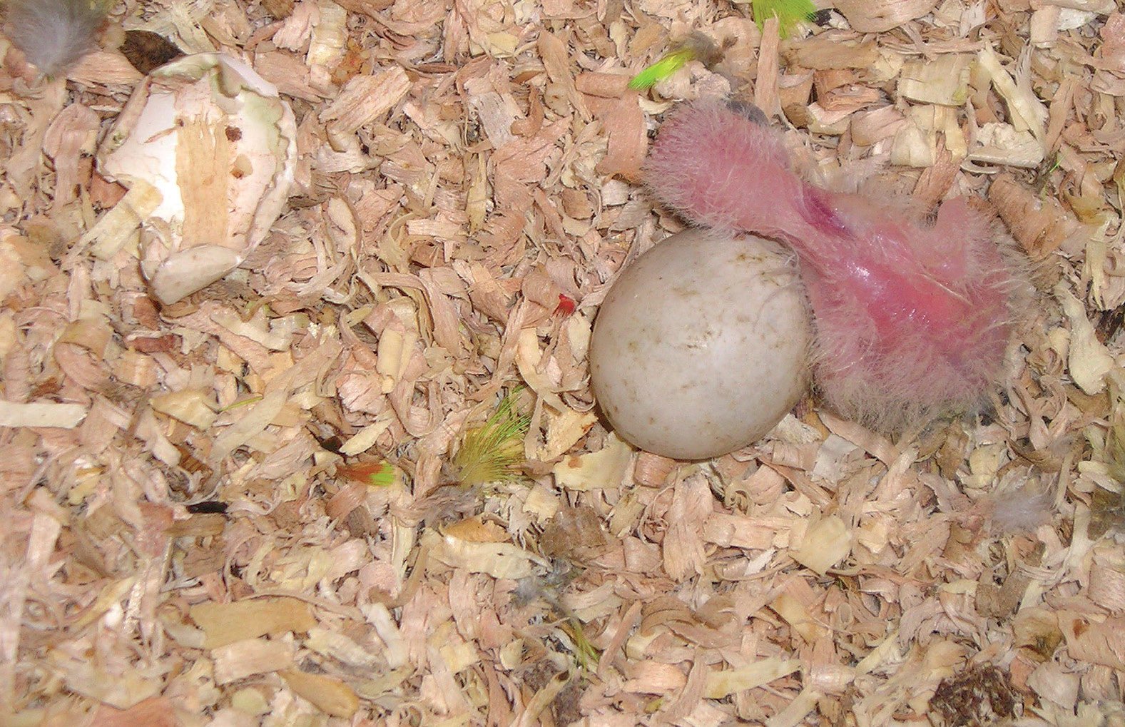 Loriculus versalis de 2 días de vida.