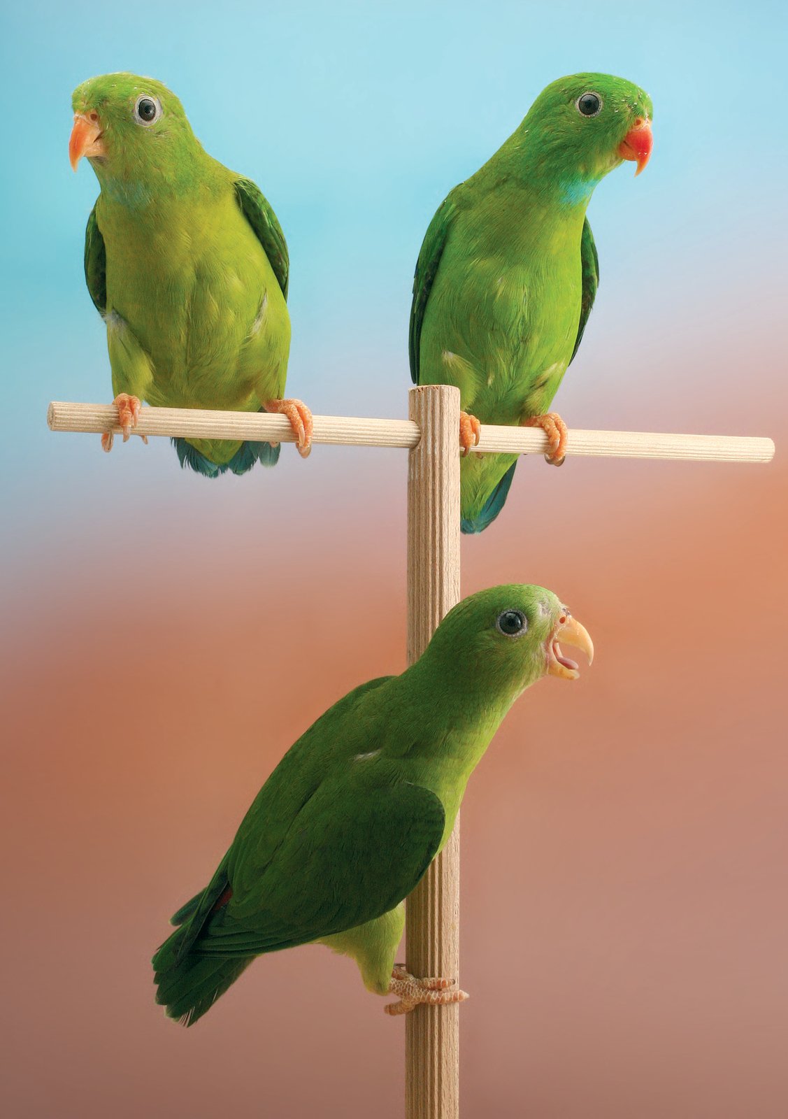 Loriculus versalis, pareja y joven.