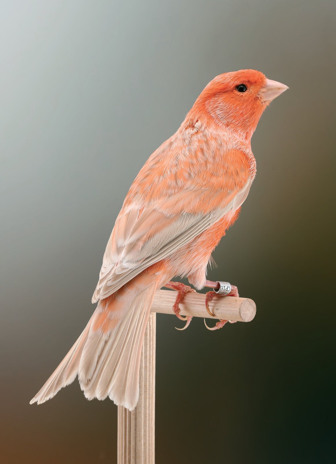 Isabela nevado rojo marfil Cuando no se adopta la coloración “desde el nido” para favorecer la pigmentación de rémiges y timoneras (necesaria en los concursos internacionales) es posible evaluar a primera vista la calidad de las melaninas del Isabela. Los bordes de rémiges y timoneras nos informan que allí no hay feomelanina, respetando uno de los requisitos del estándar para alcanzar la excelencia en la voz “melaninas”. Por el contrario, la coloración de las plumas consigue esconder presencias leves de feomelanina, que se deposita en la periferia de estas plumas.