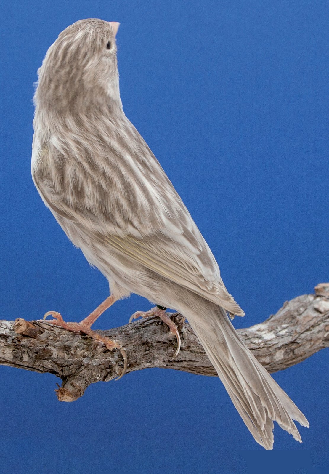 Bruno Mogno blanco. Ejemplar que presenta el diseño característico del nuevo fenotipo, bien alineado, mínima presencia de feomelanina dispersa, y la interestría, con evidente presencia de eumelanina. Aviario: José Alba Carrasco.