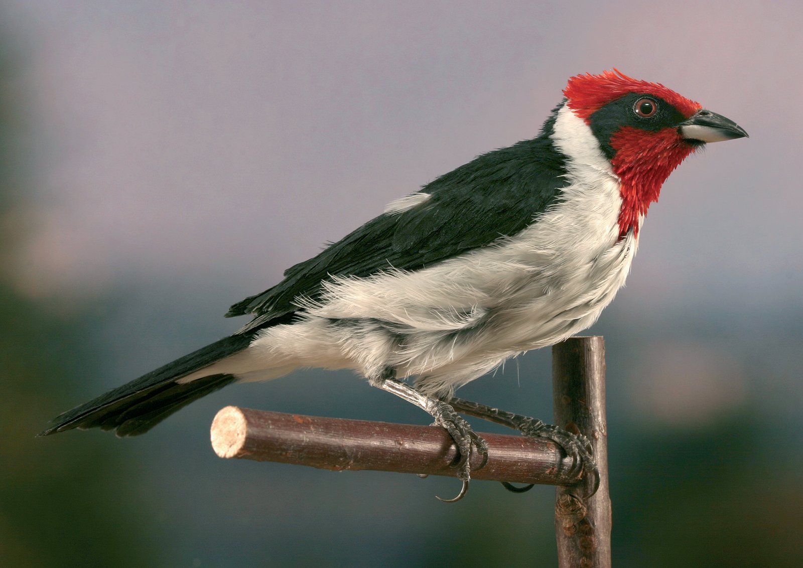 Paroaria gularis nigrogenis. Sus colores son sustancialmente tres: el negro dorsal, el blanco del pecho y del vientre y el rojo de la capucha, interrumpido por una banda negra.