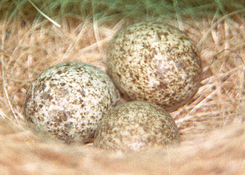 Nido y huevos de Paroaria gularis nigrogenis. A destacar la cantidad de manchas de los huevos, típico de los embericidas.