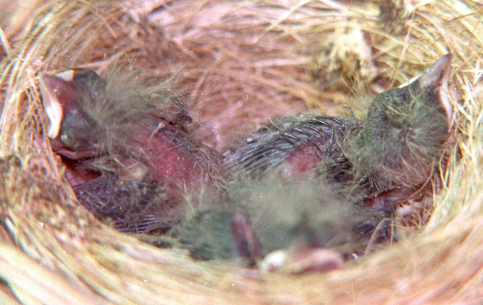 Los pollos son de 8 días de edad, atentamente cuidados por los padres, incluido el macho, que participa activamente.