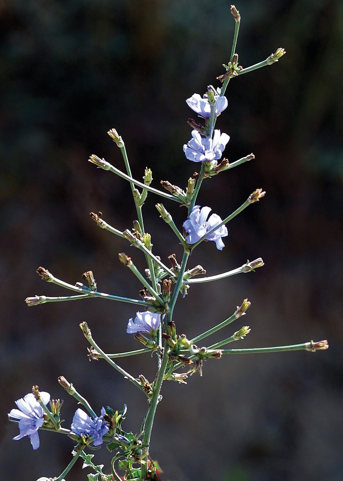 Inflorescencia de achicoria.