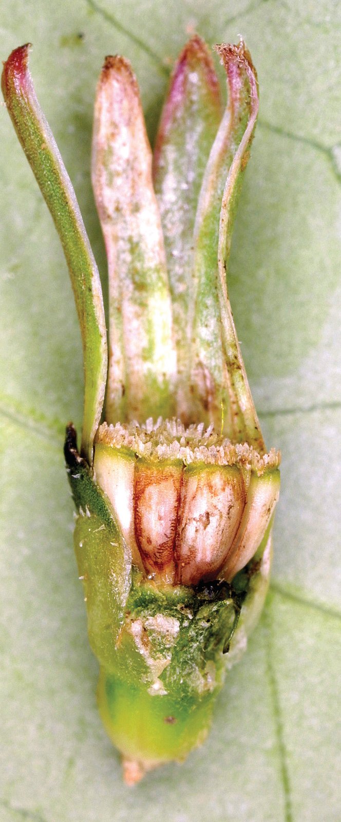 Cabezuela de achicoria.