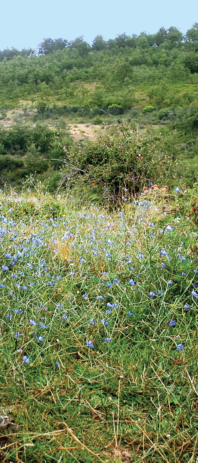 Campo de achicoria en plena montaña.