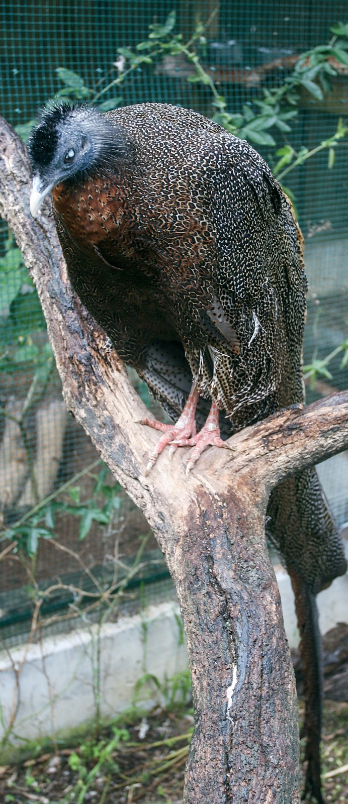 Argo real macho posado en el aviario.