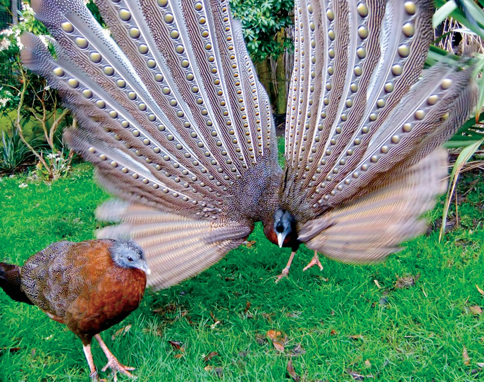 Macho de Argo real durante la parada nupcial, desplegando las alas ante la hembra.