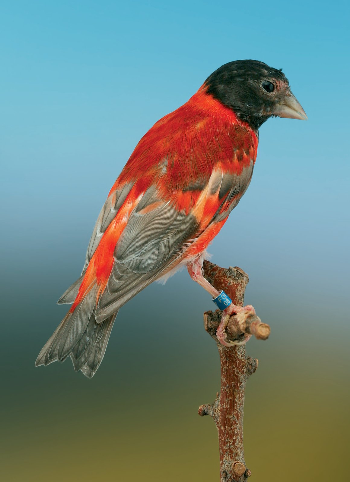 El macho de Cardenalito acoplado con las dos Canarias Pastel.
