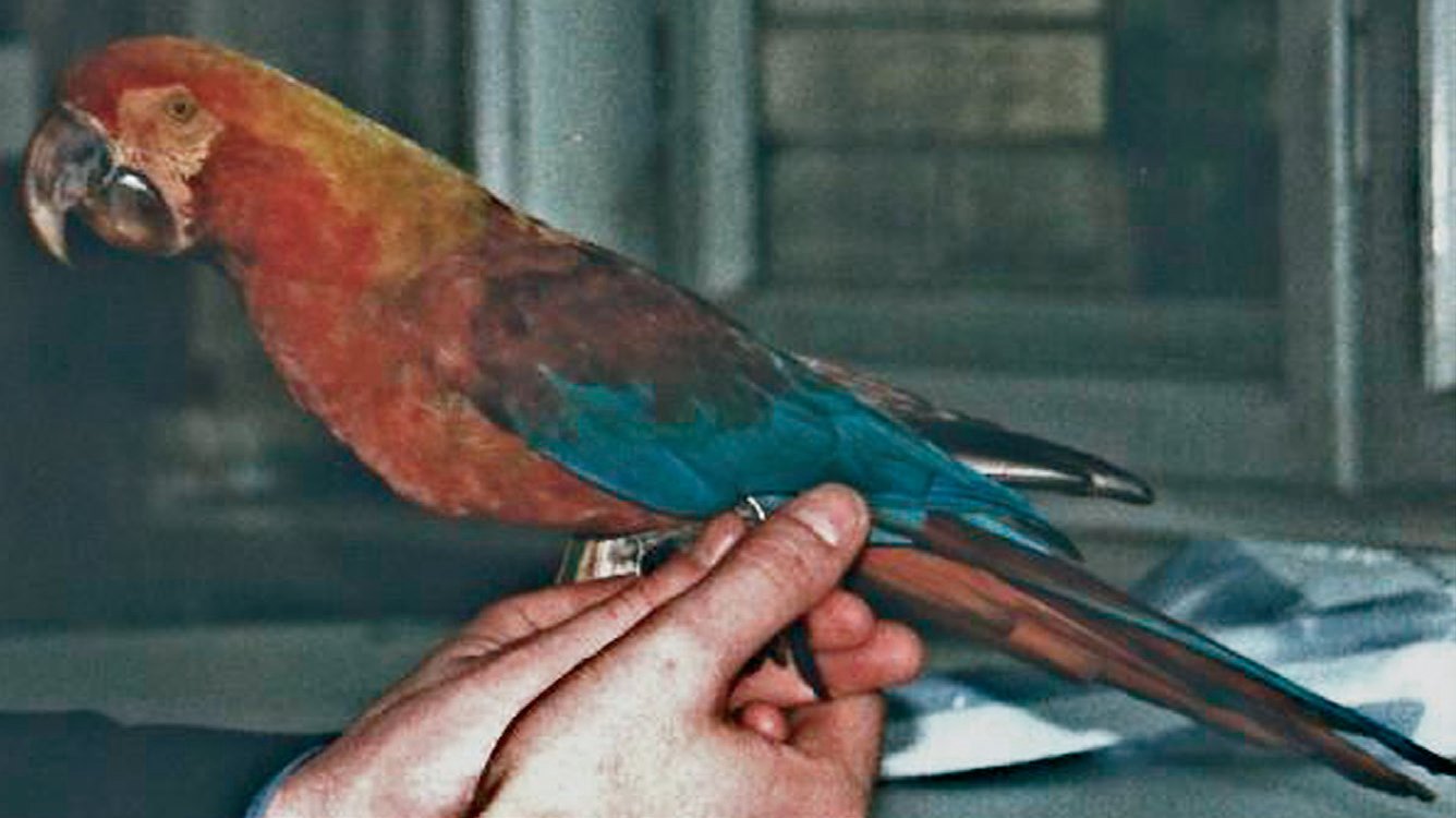 Guacamayo de Cuba alojado en las colecciones del Smithsonian Museum, Washington DC, Norteamérica.