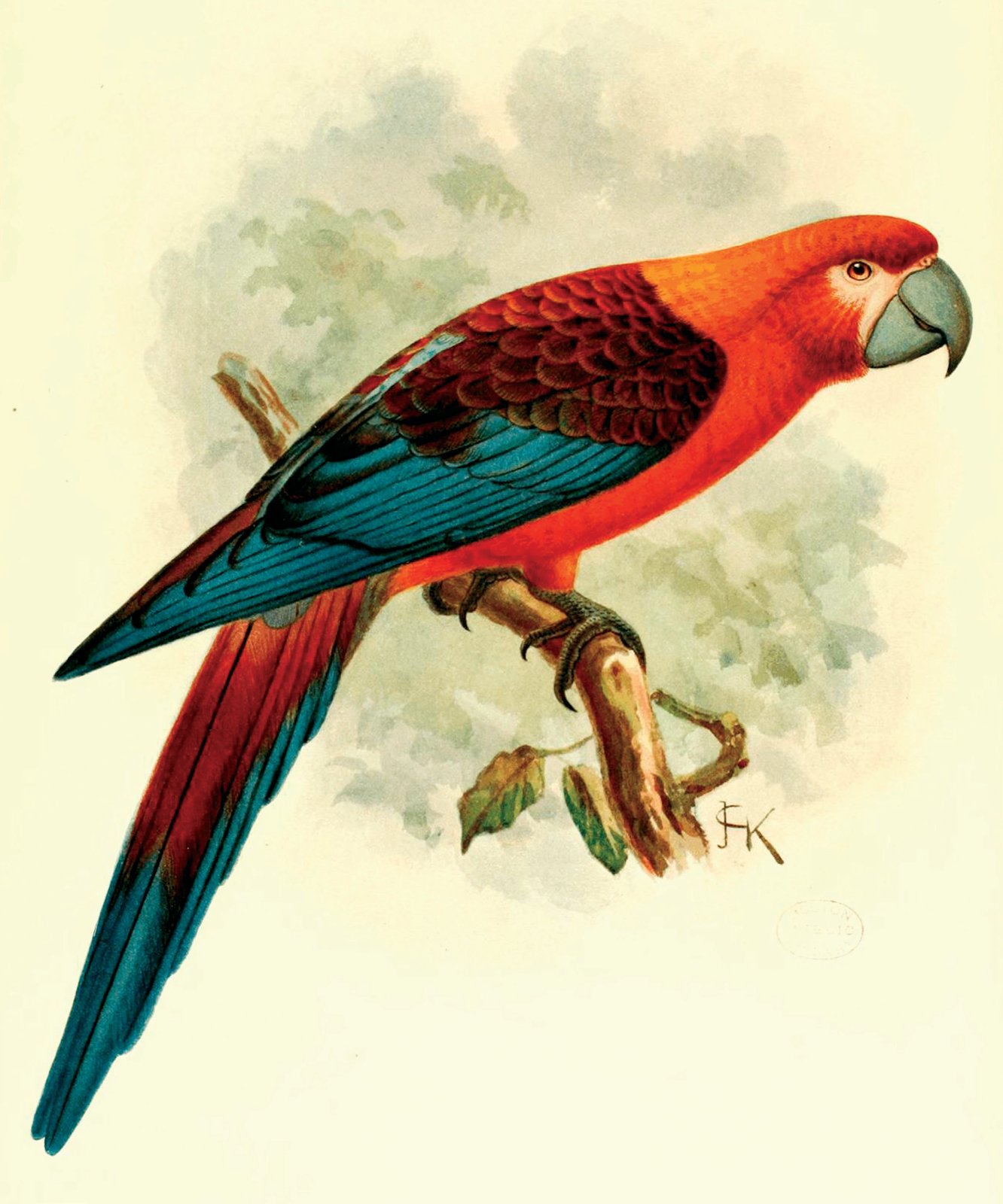 Guacamayo de Cuba, lámina perteneciente al libro de Lionel Walter Rothschild, Aves Extintas (1907), arte de John Gerrard Keulemans.