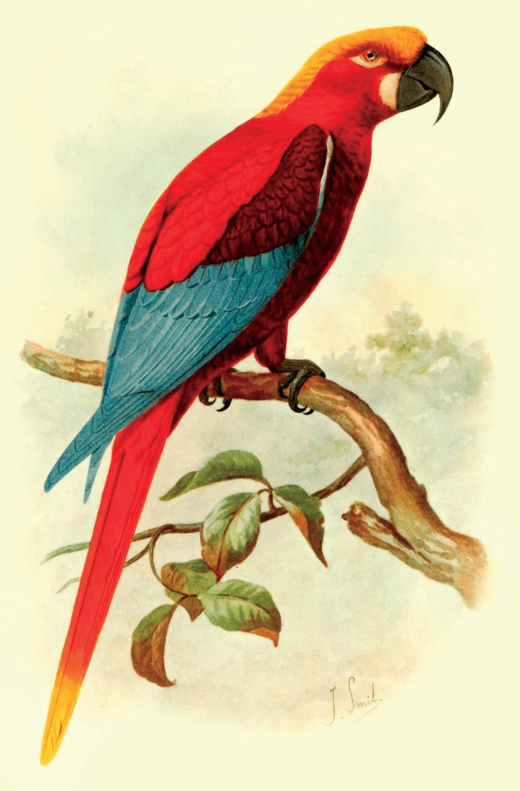 Guacamayo de Jamaica, lámina perteneciente al libro de L. W. Rothschild, Aves Extintas (1907), arte de J. G. Keulemans.