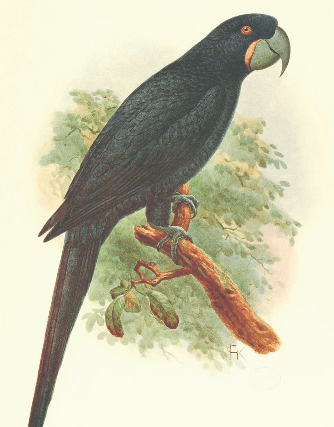 Guacamayo Purpúreo, lámina perteneciente al libro de L. W. Rothschild, Aves Extintas (1907), arte de J. G. Keulemans.