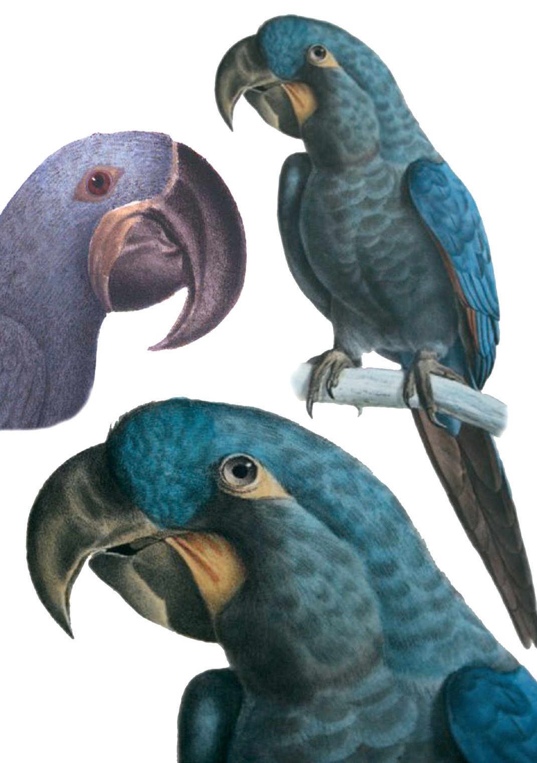 Guacamayo Glauco, lámina de Monographia Psittacorum, de Auctor Wagler Múnich, 1832 (izda.) y lámina de Bourjot Saint-Hilaire, 1837-1838 (dcha.).
