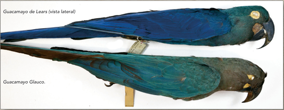 Guacamayo Glauco, foto de Hein van Grouw, que se conserva en el Museo de Historia Natural de Londres, Reino Unido. Guacamayo de Lears (vista lateral), arriba; Guacamayo Glauco, abajo.