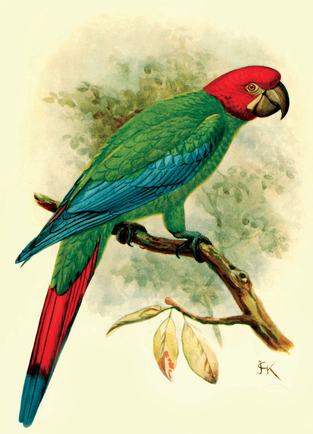 Guacamayo de Cabeza Roja, lámina perteneciente al libro de L. W. Rothschild, Aves Extintas (1907), arte de J. G. Keulemans.