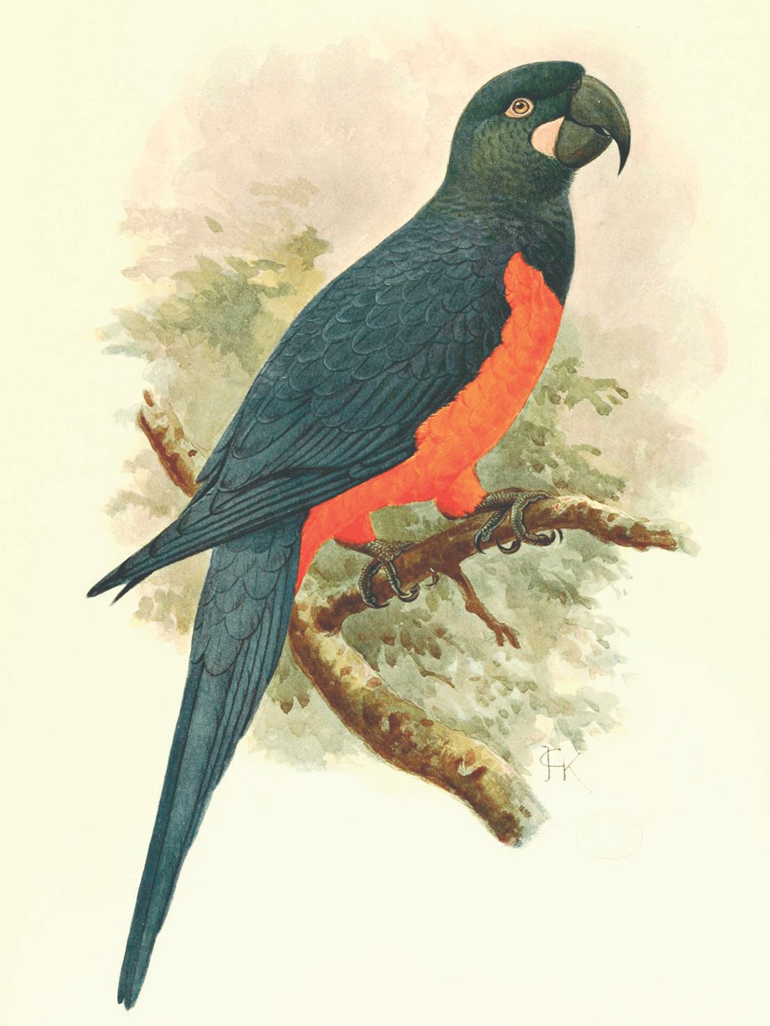 Guacamayo de Martinica, lámina perteneciente al libro de L. W. Rothschild, Aves Extintas (1907), arte de J. G. Keulemans.