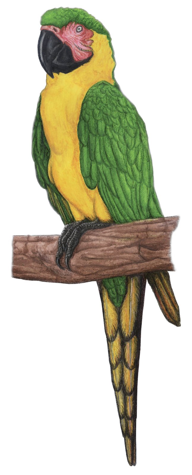 Guacamayo de Dominica, reconstrucción de Rafael Silva do Nascimento.